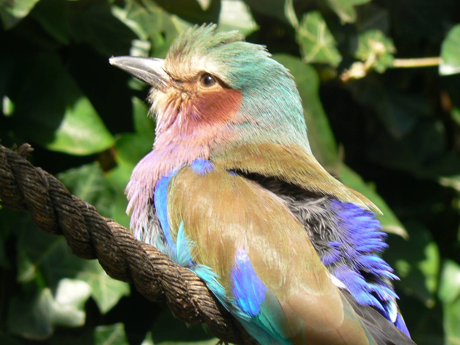 Lilac-breasted Roller