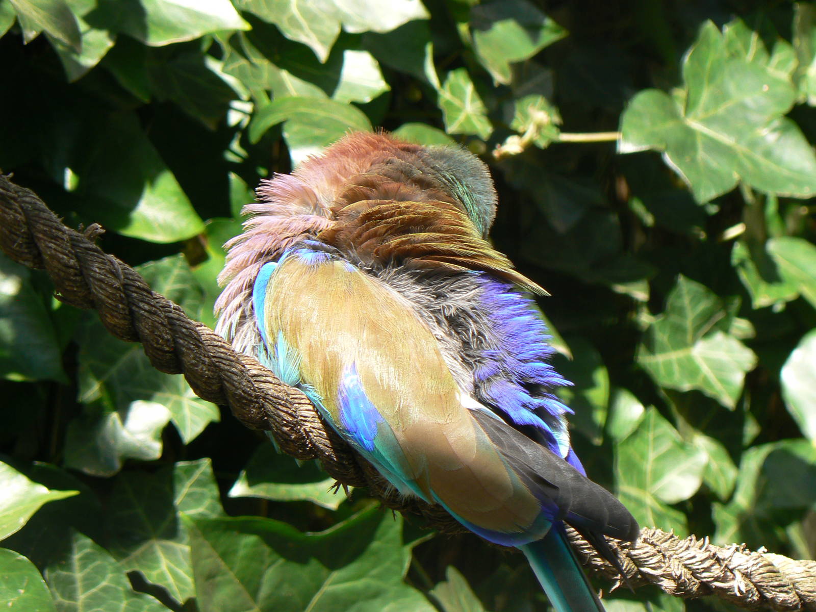 Lilac-breasted Roller