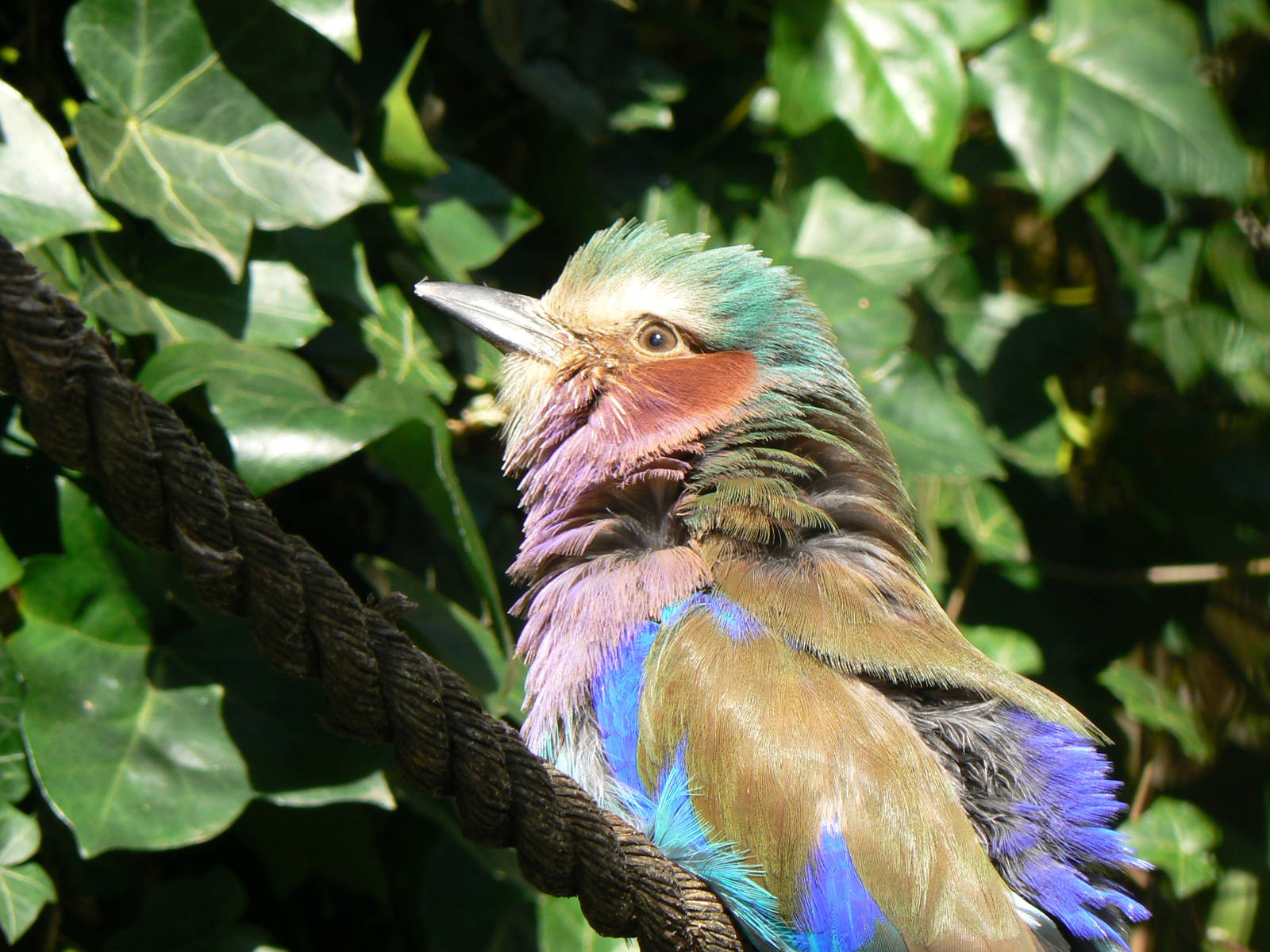 Lilac-breasted Roller