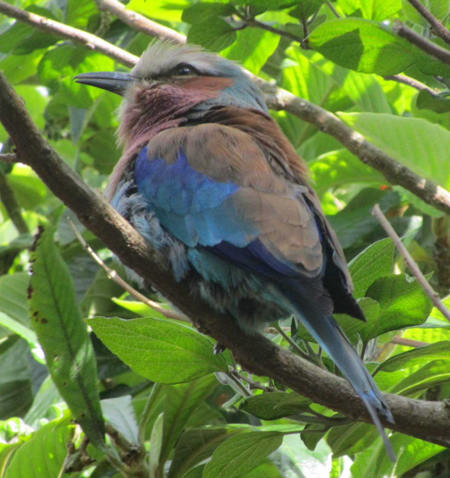 Lilac-breasted Roller