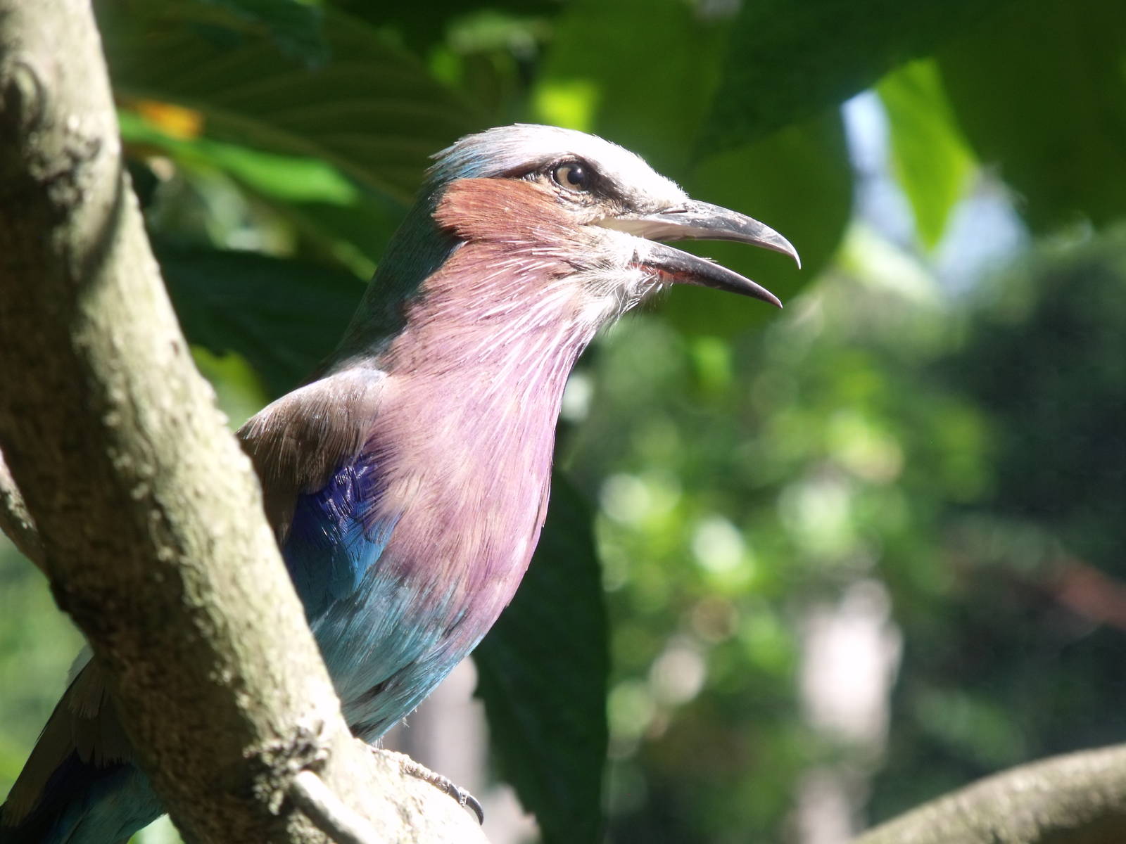 Lilac breasted roller