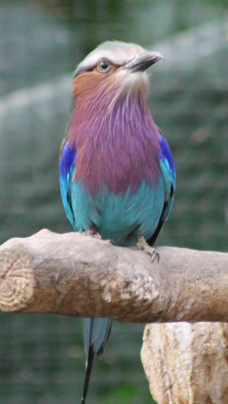 Lilac-breasted roller