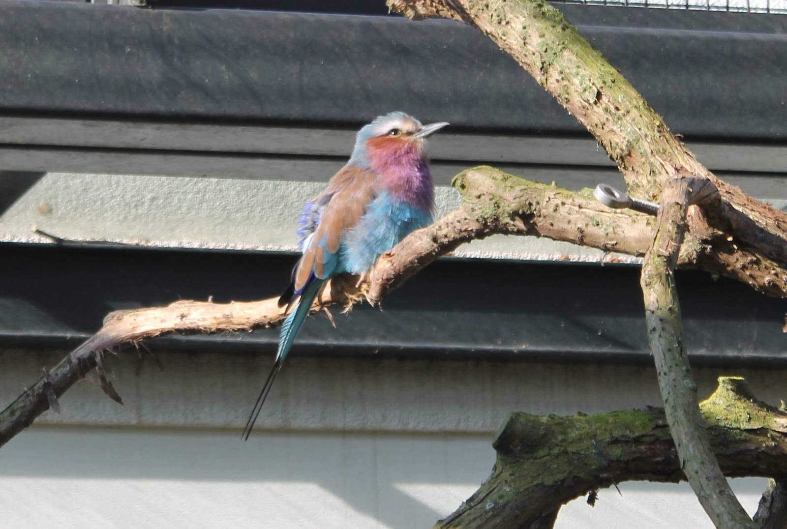 Lilac-breasted roller