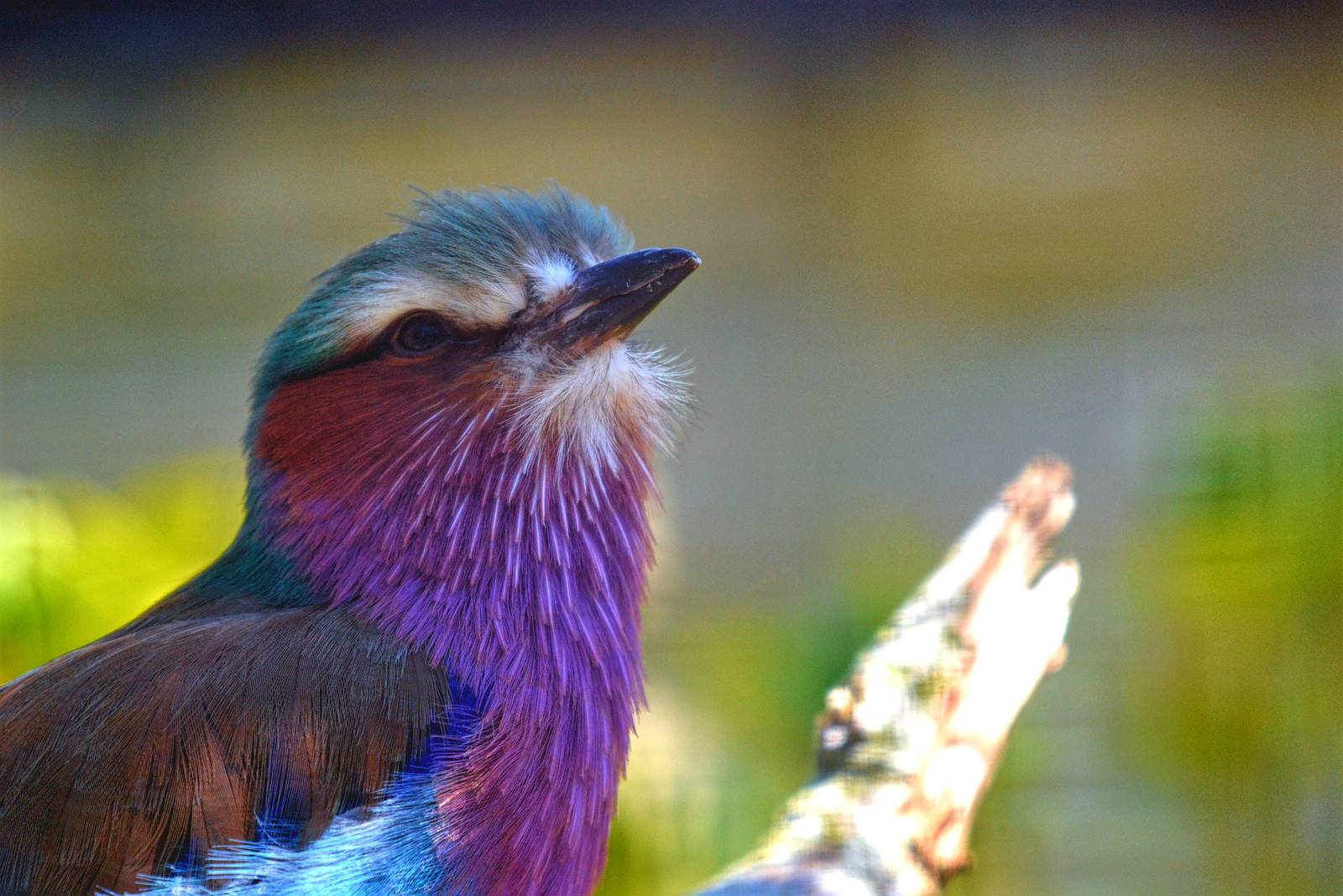 Lilac Breasted Roller