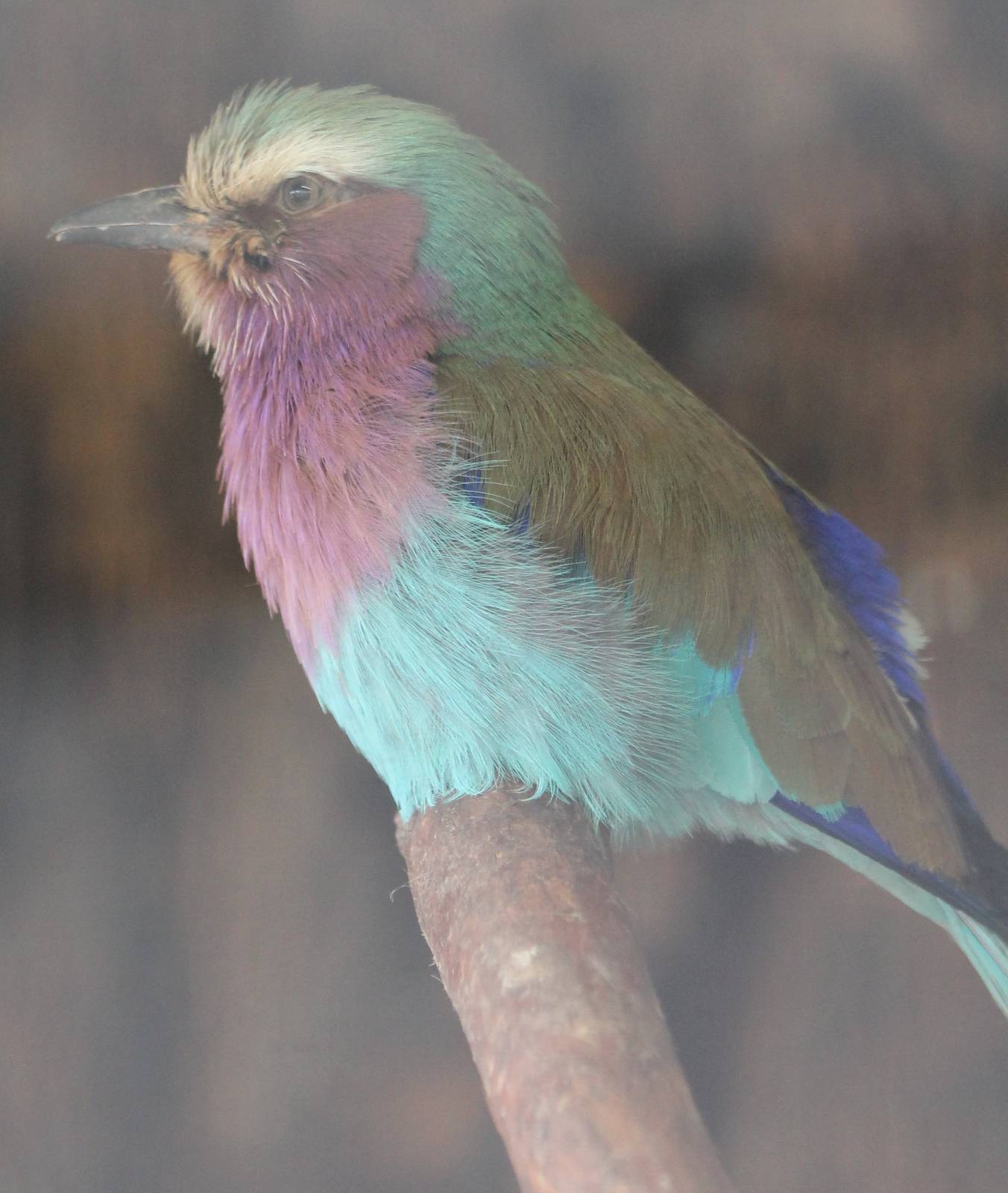 Lilac-breasted roller