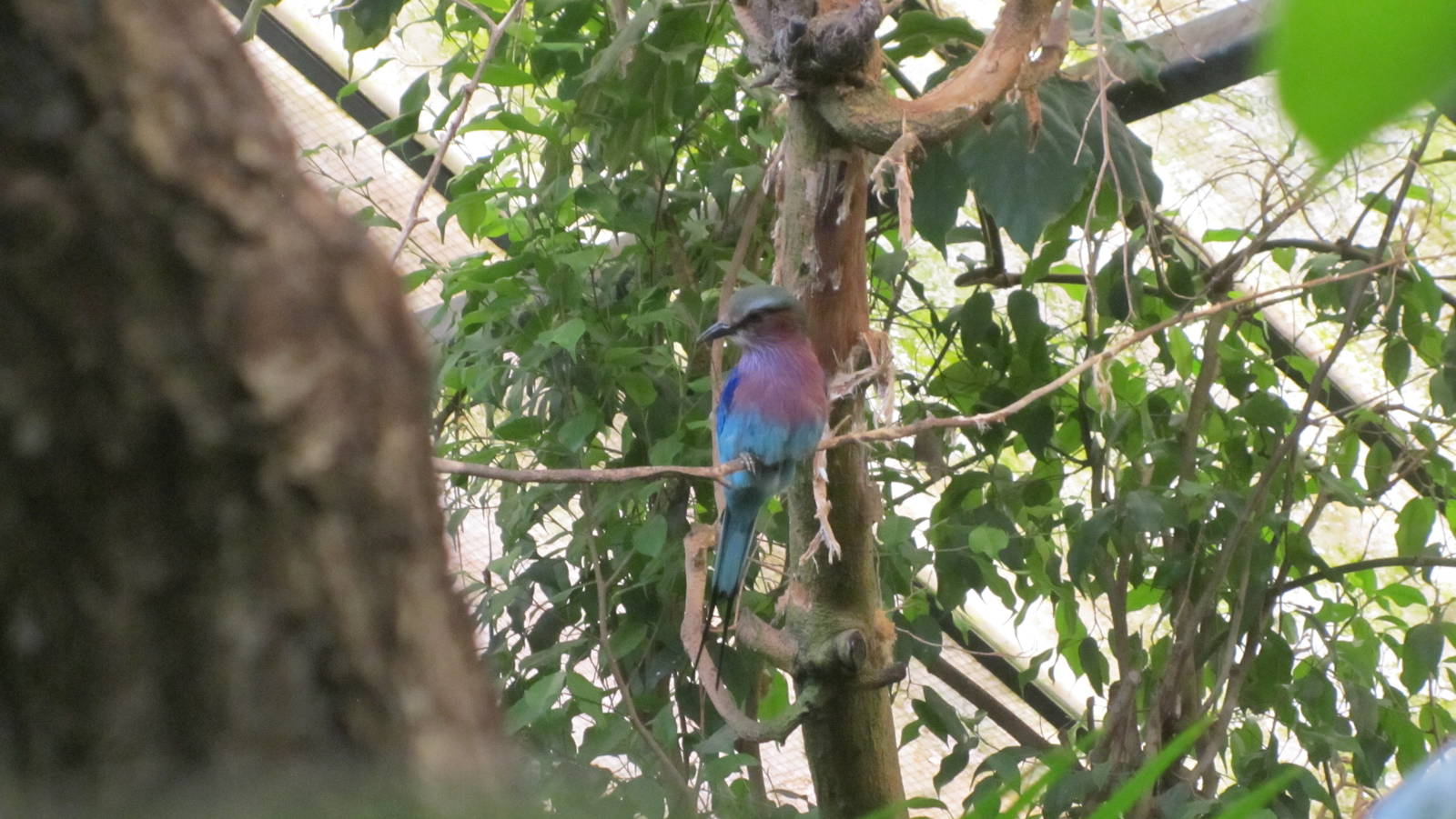 Lilac-breasted roller
