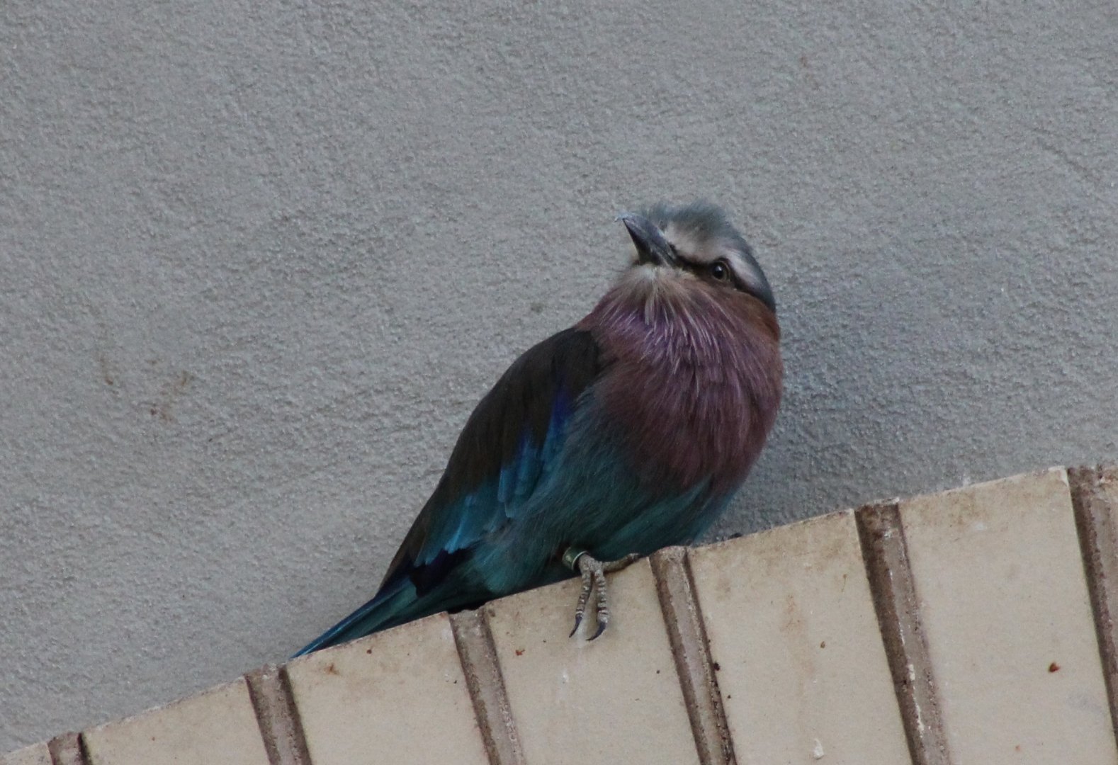 Lilac-breasted roller
