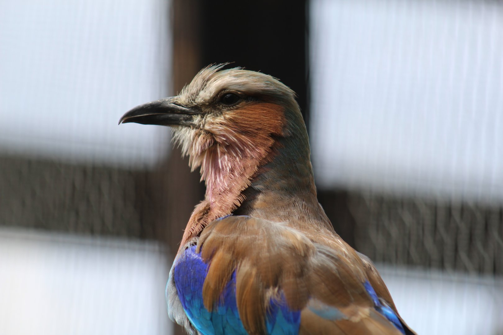 Lilac-Breasted Roller