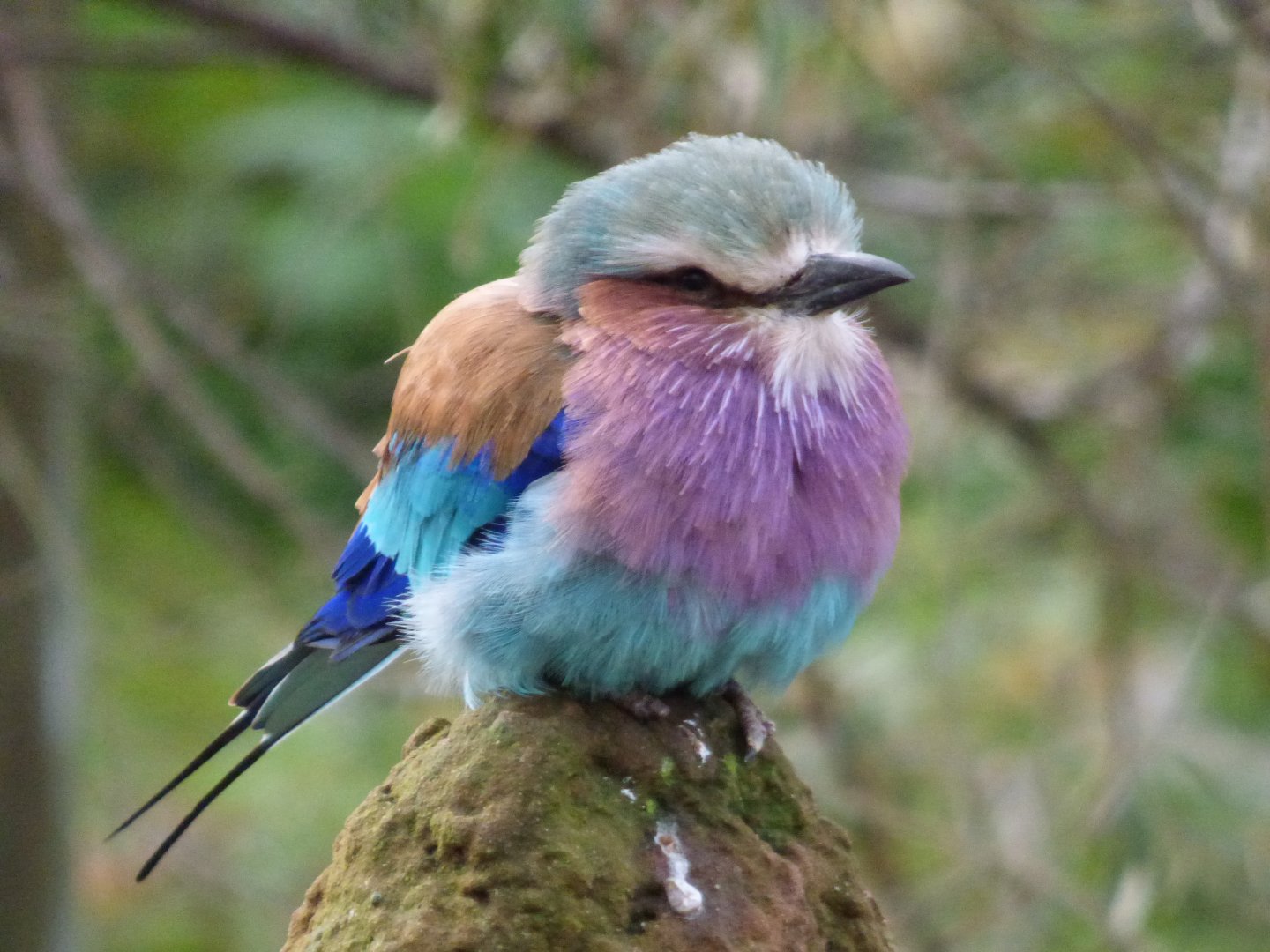 Lilac Breasted Roller