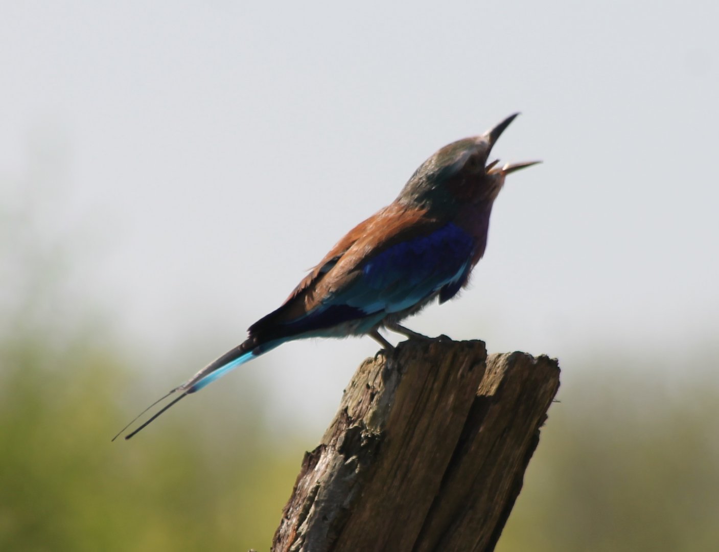 Lilac-breasted roller