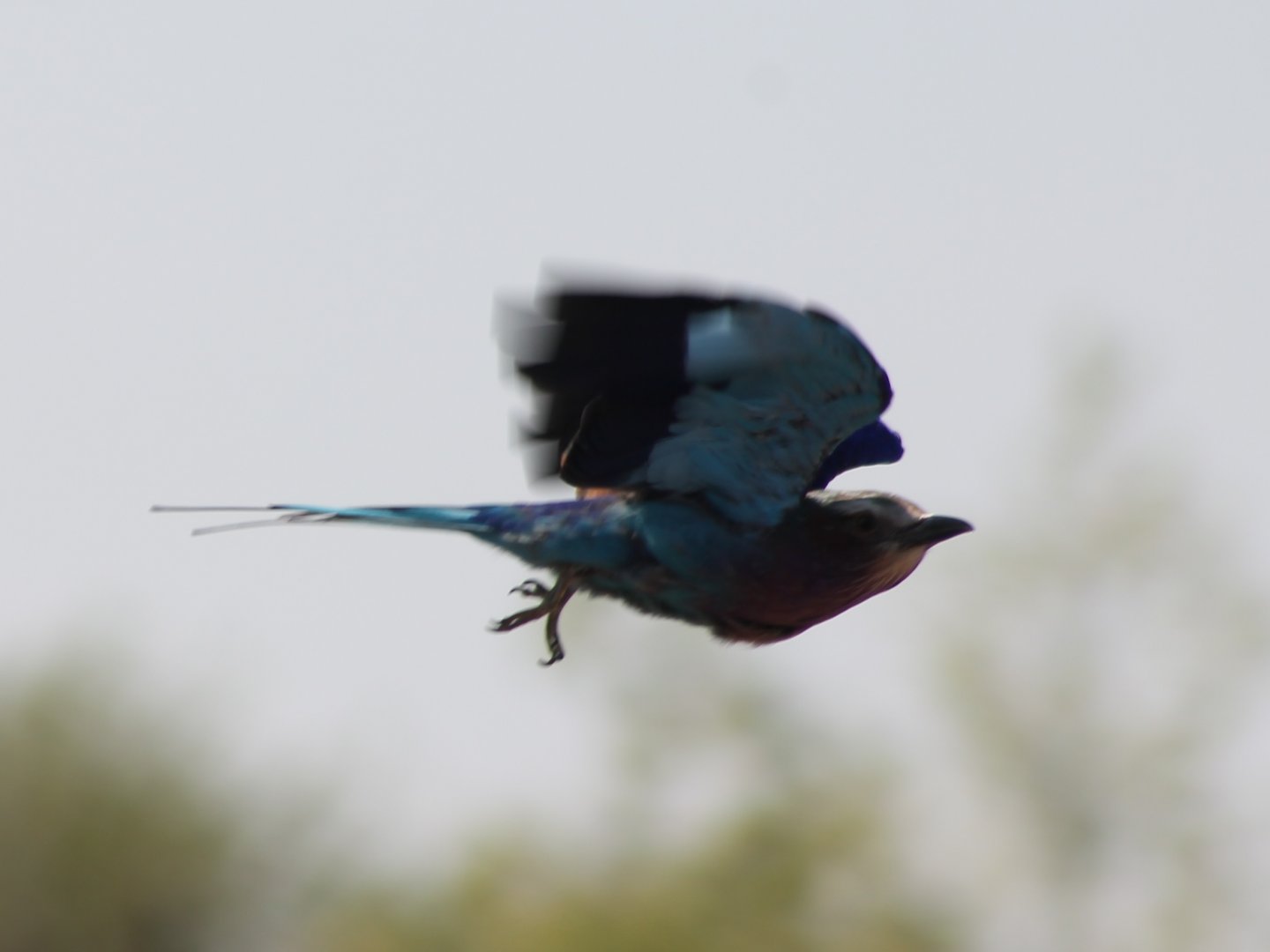 Lilac-breasted roller