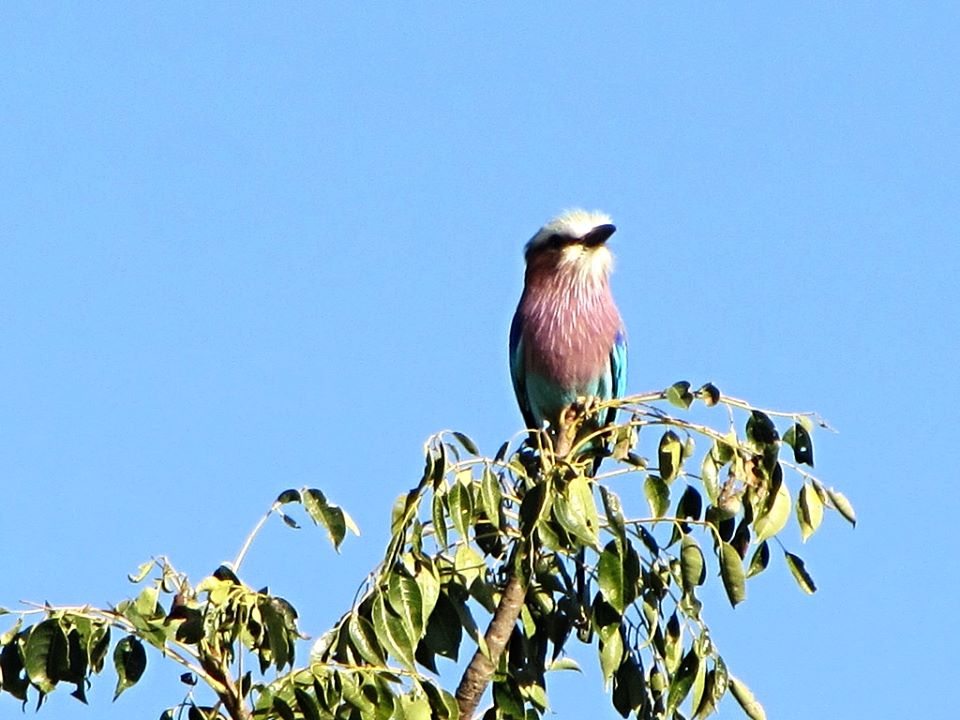 Lilac-breasted Roller