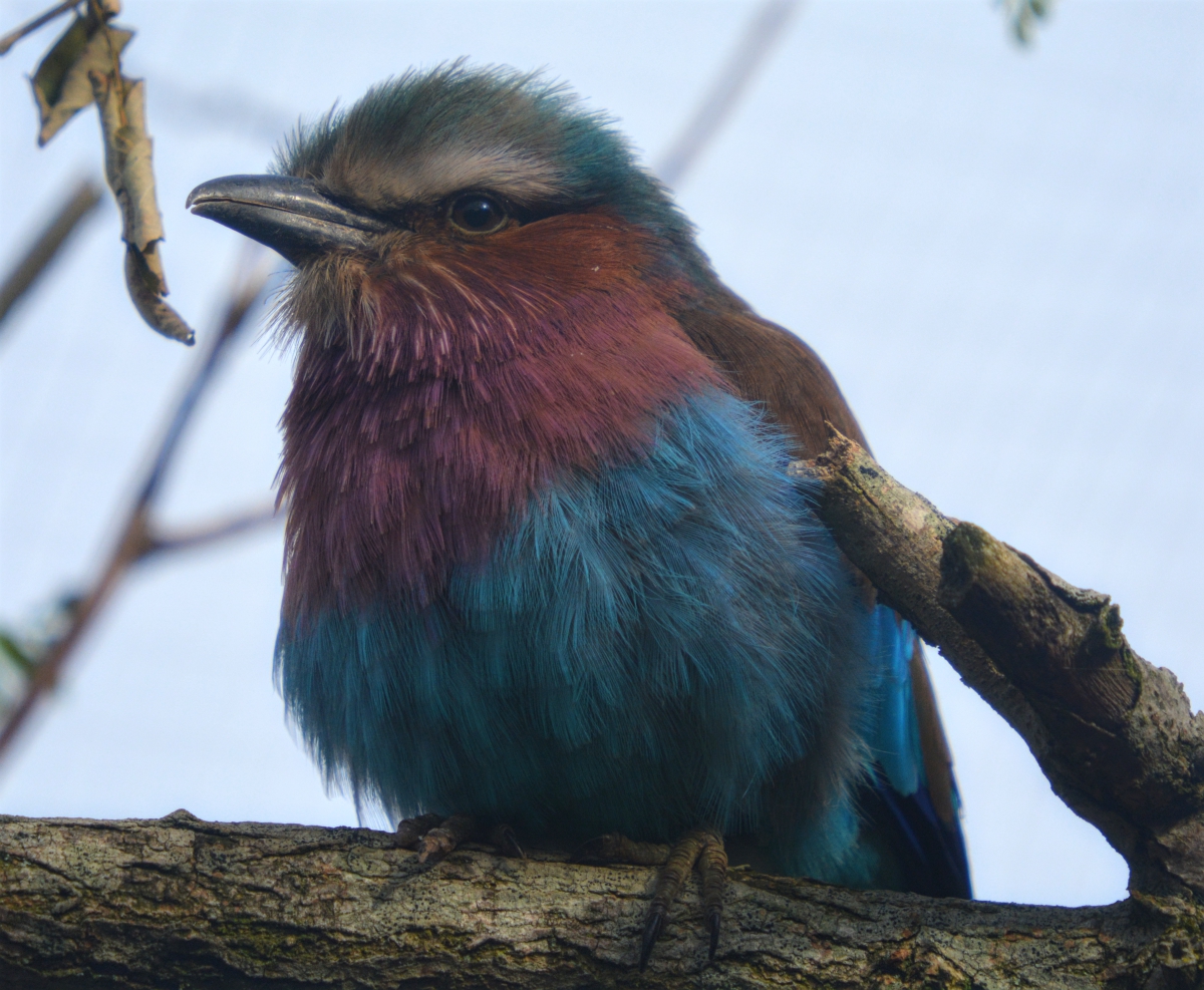 Lilac Breasted Roller