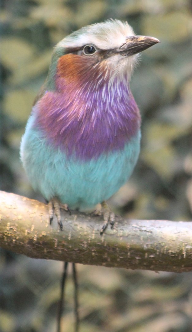 Lilac-breasted roller