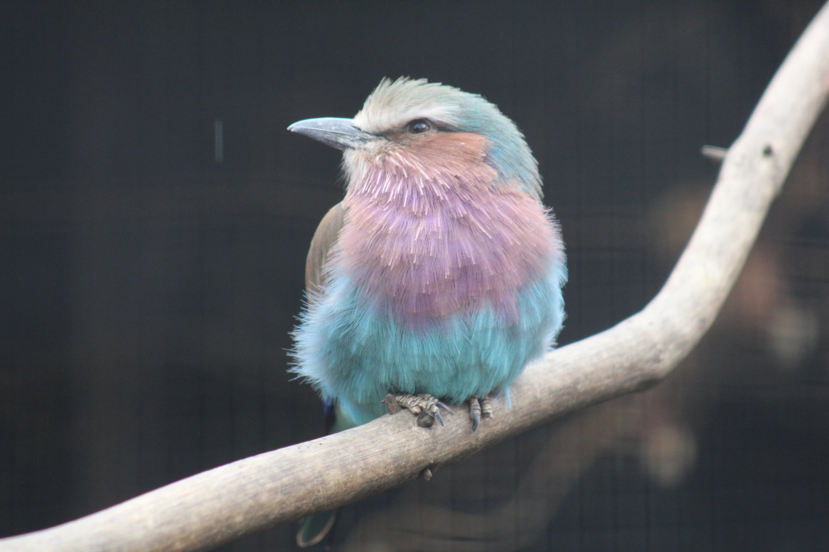Lilac-Breasted Roller