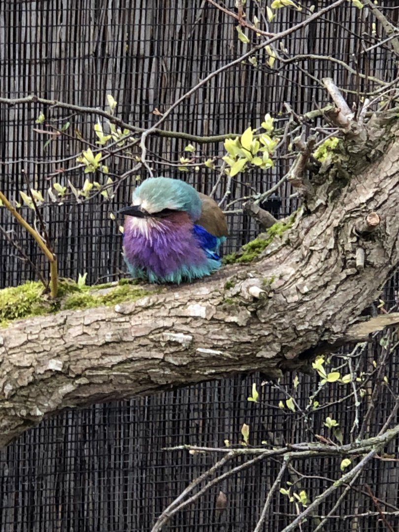 Lilac-breasted roller
