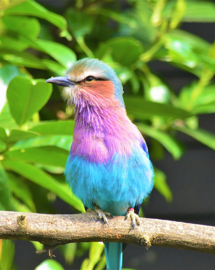Lilac-breasted roller