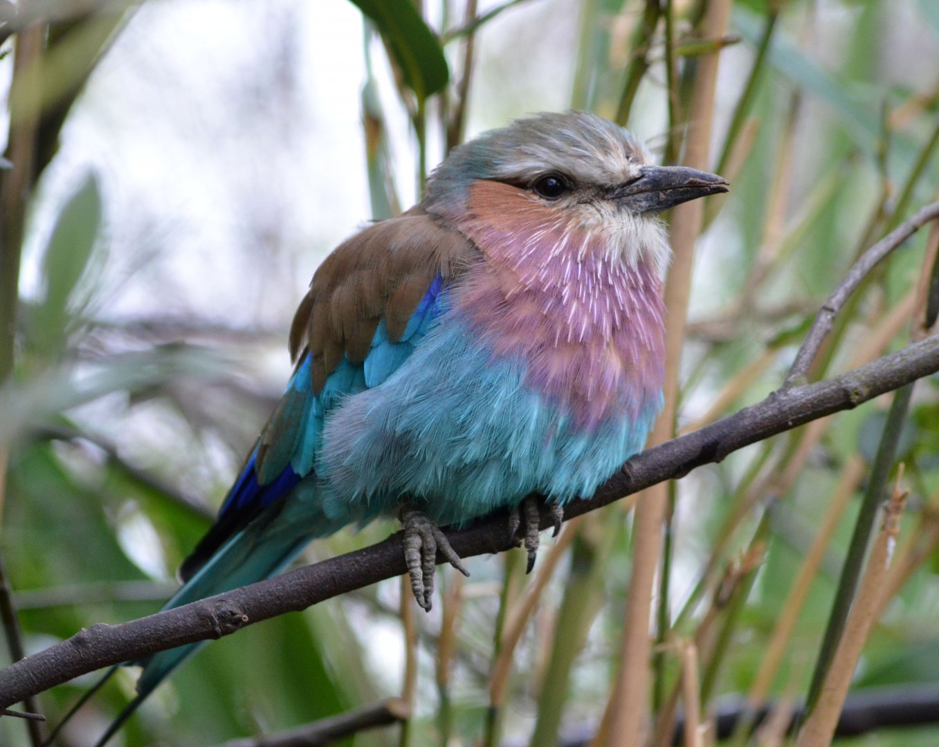Lilac breasted roller