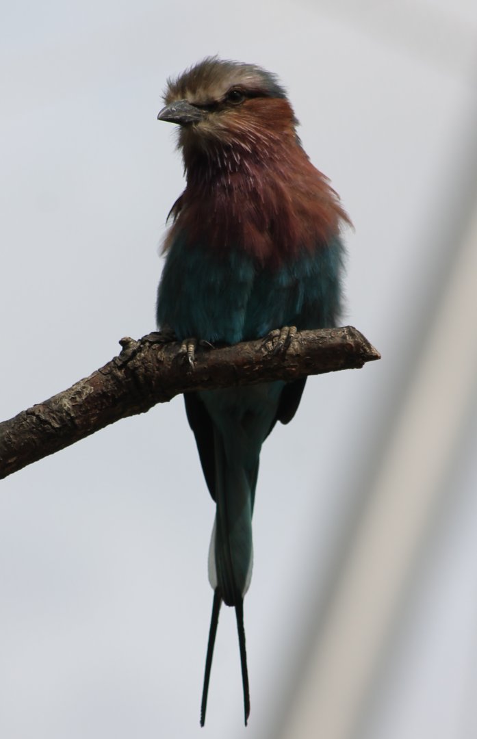 Lilac-breasted roller