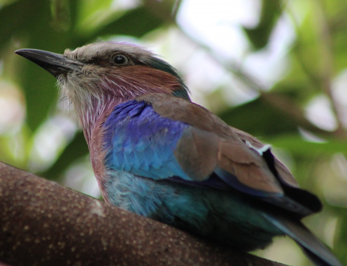 Lilac-breasted roller