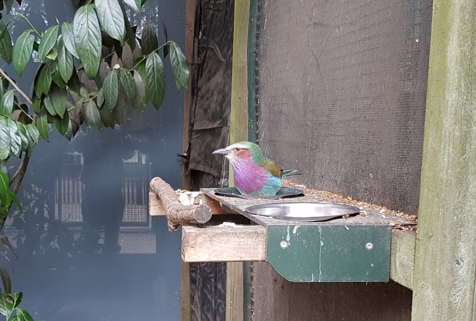 Lilac-breasted roller
