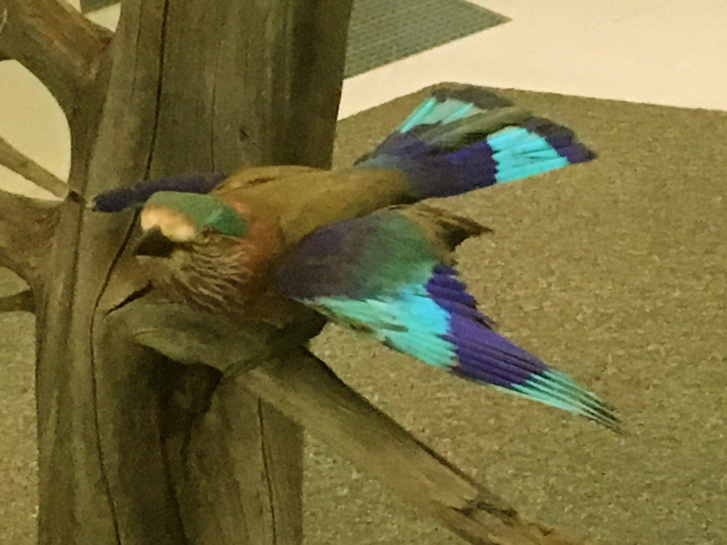 Lilac-Breasted Roller