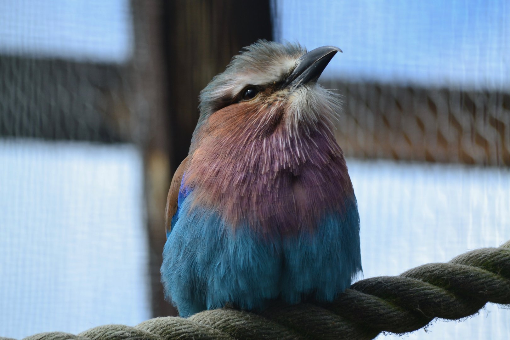 Lilac Breasted Roller