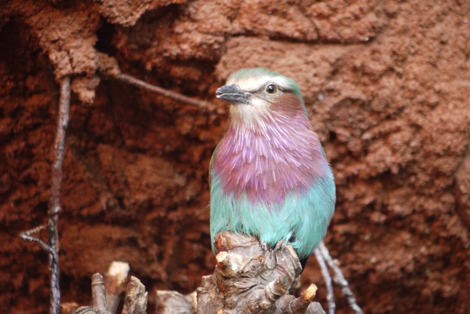 Lilac-Breasted Roller