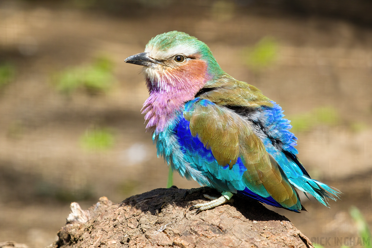 Lilac-breasted Roller
