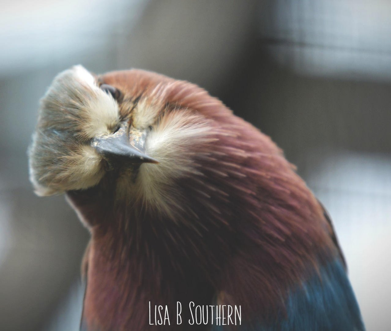 lilac breasted roller