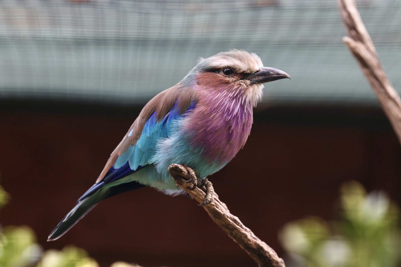 Lilac-breasted roller