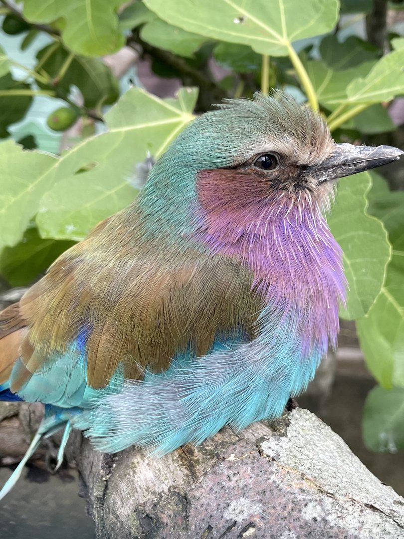 Lilac Breasted Roller