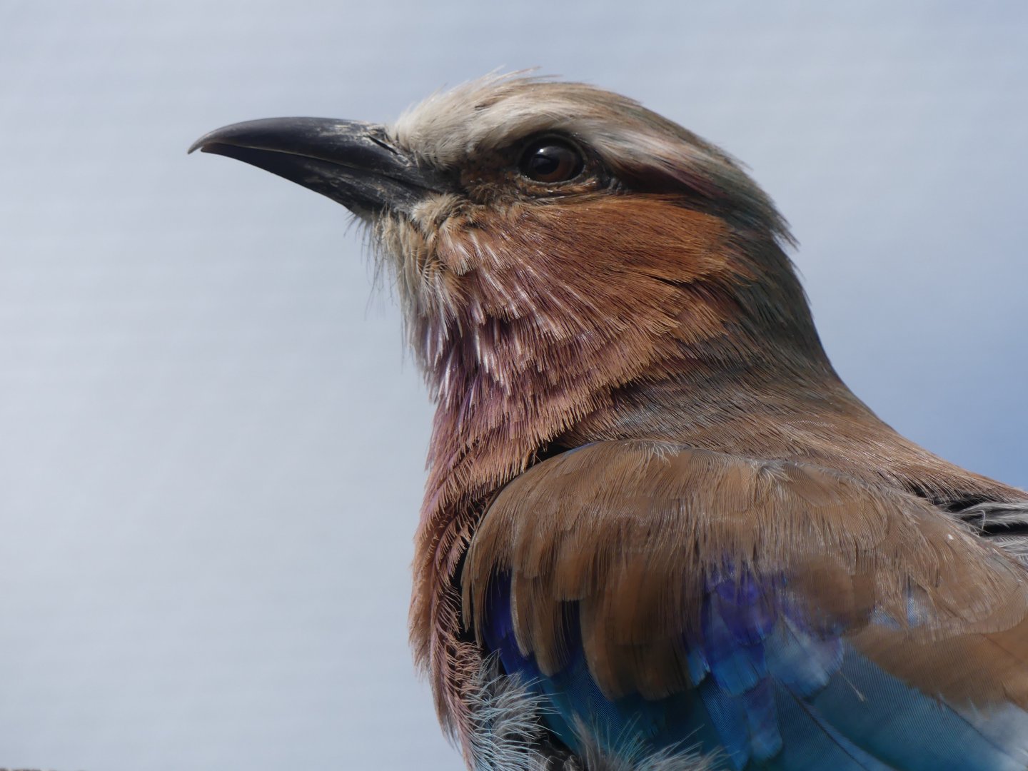 Lilac Breasted Roller