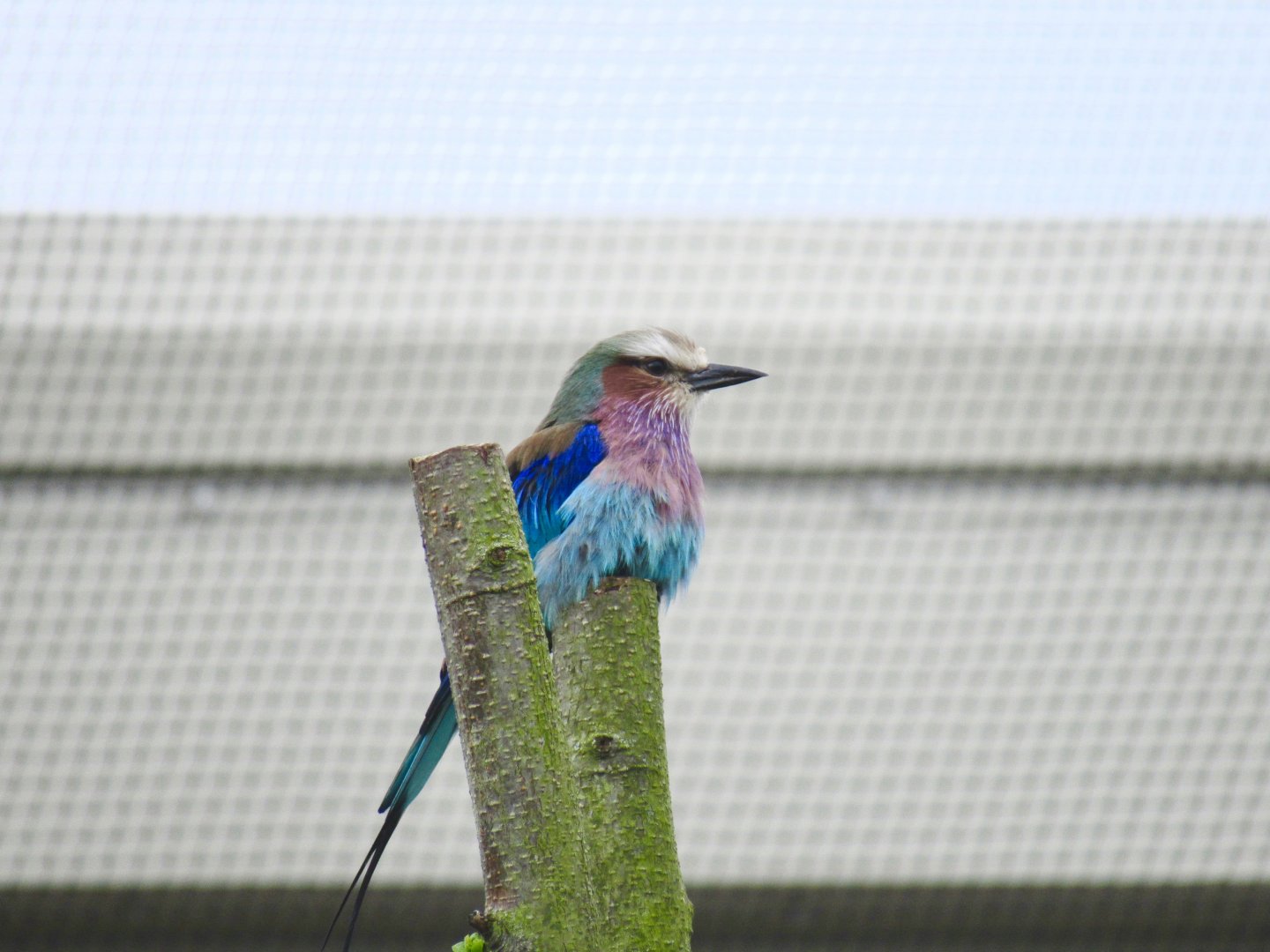 Lilac-breasted roller