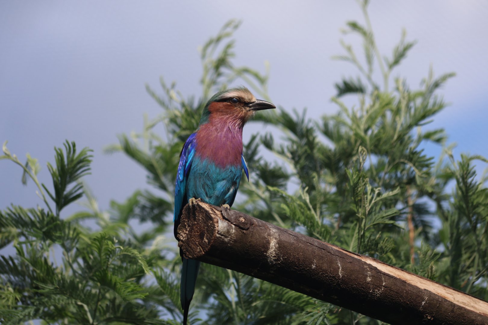 Lilac-Breasted Roller