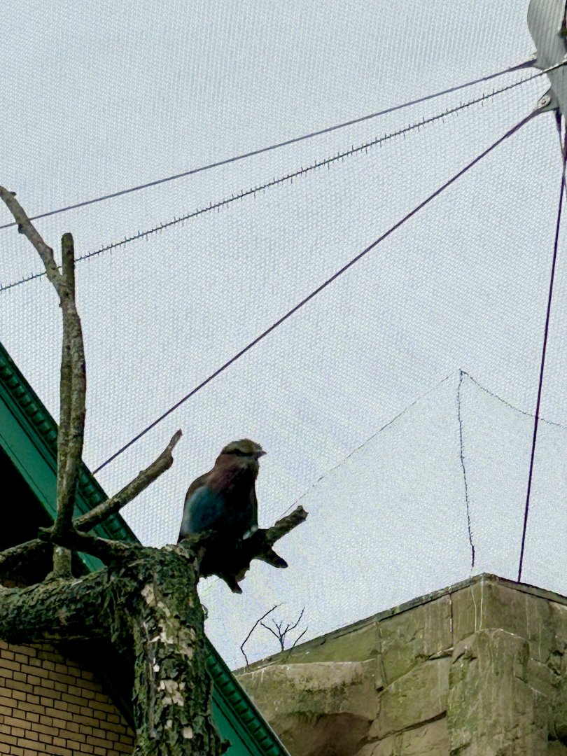 Lilac-breasted roller