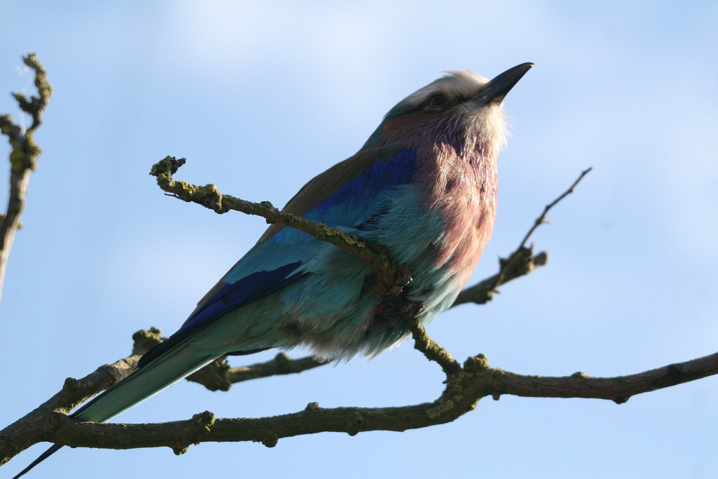 Lilac-Breasted Roller