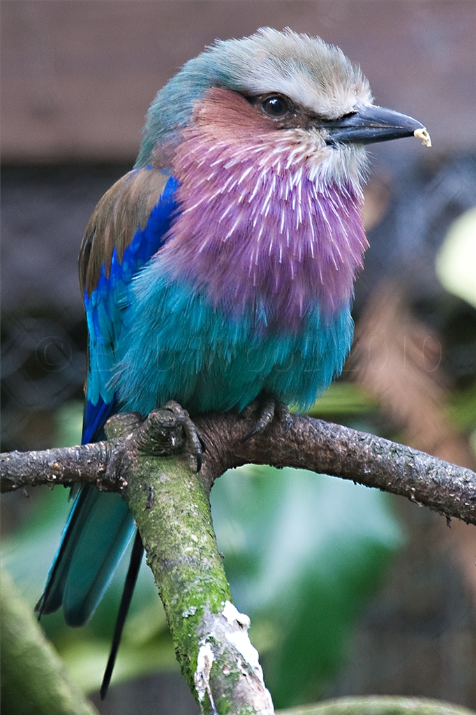 Lilac Breasted Roller