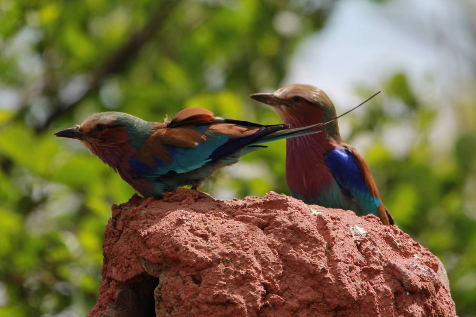 Lilac-breasted Rollers