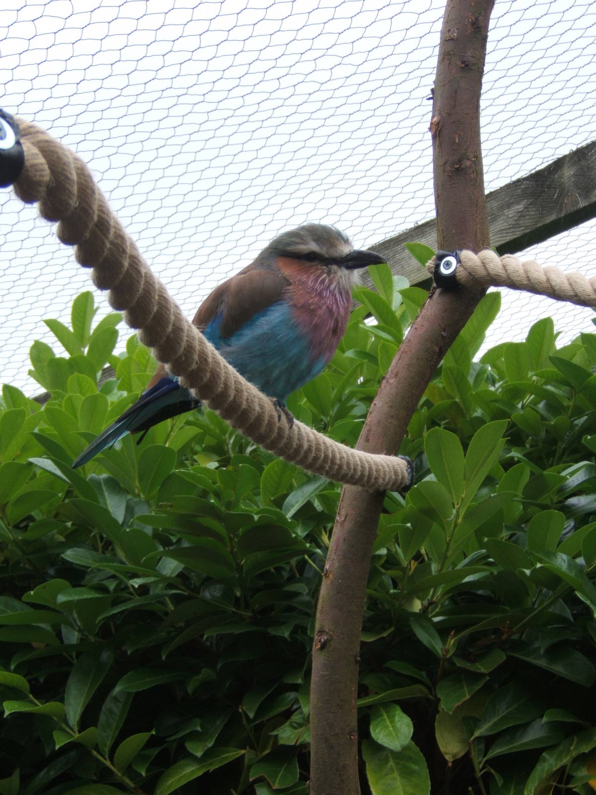 Lilac-breasted Rollers