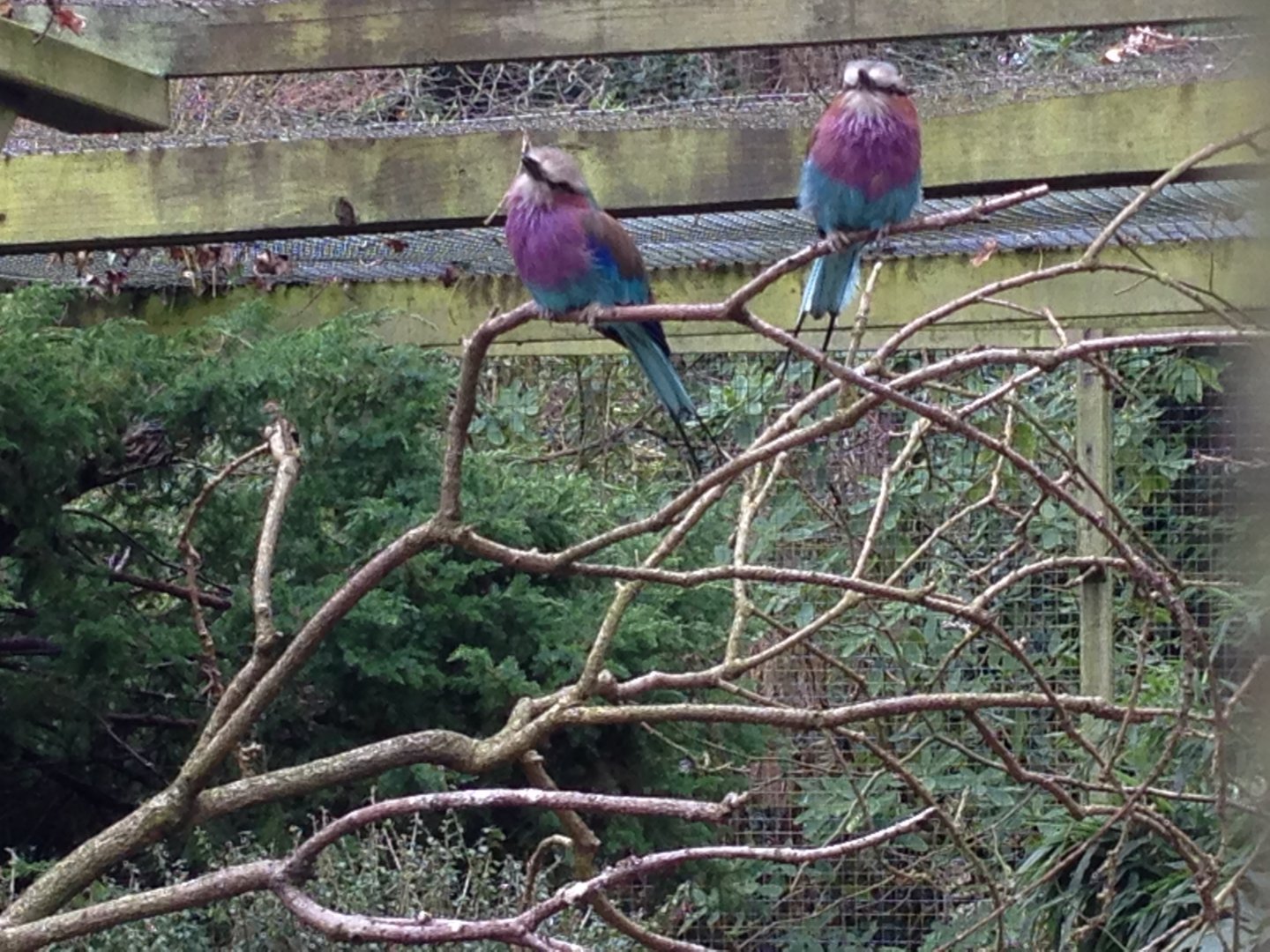 Lilac-Breasted Rollers