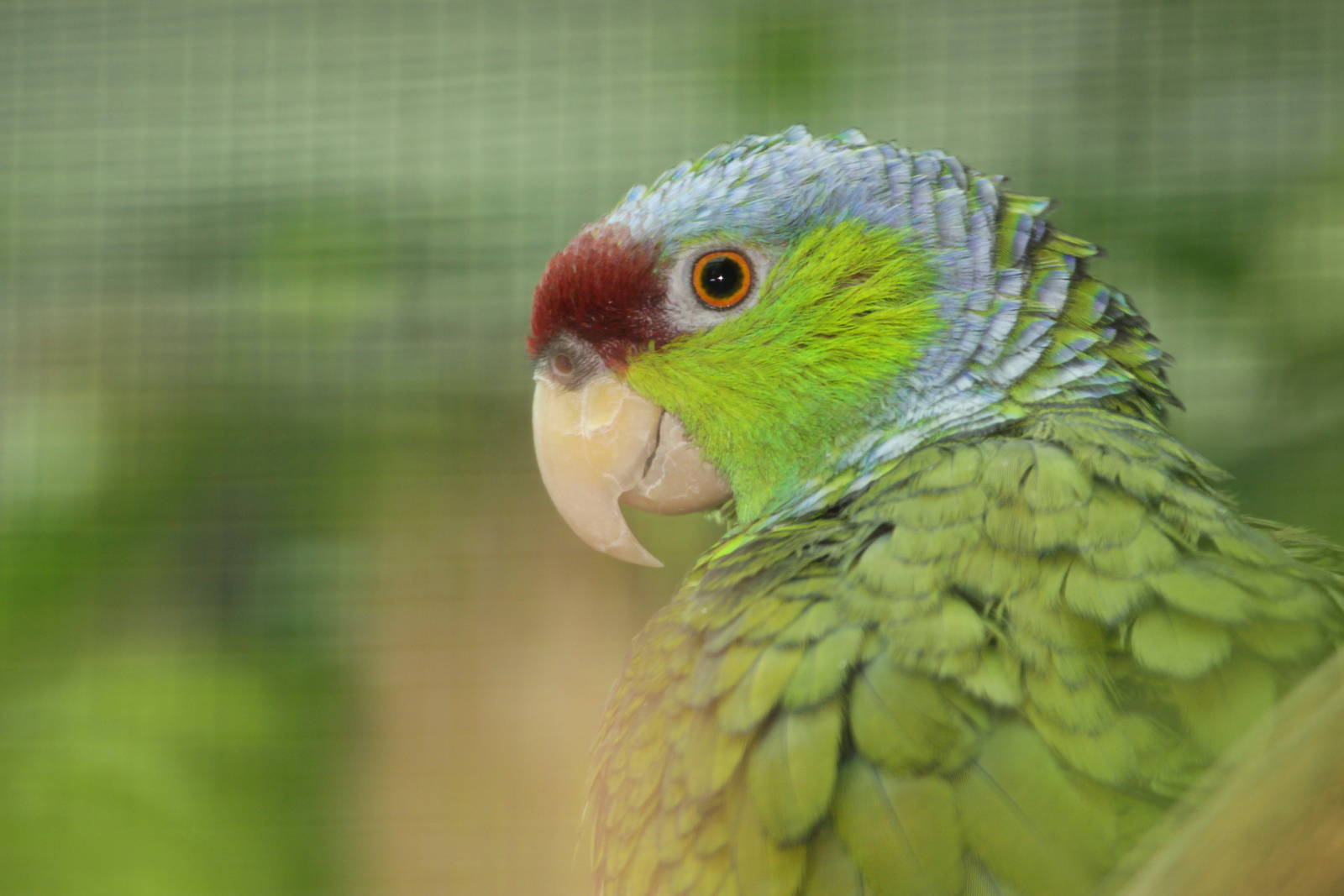 Lilac-crowned Amazon (Amazona finschi)