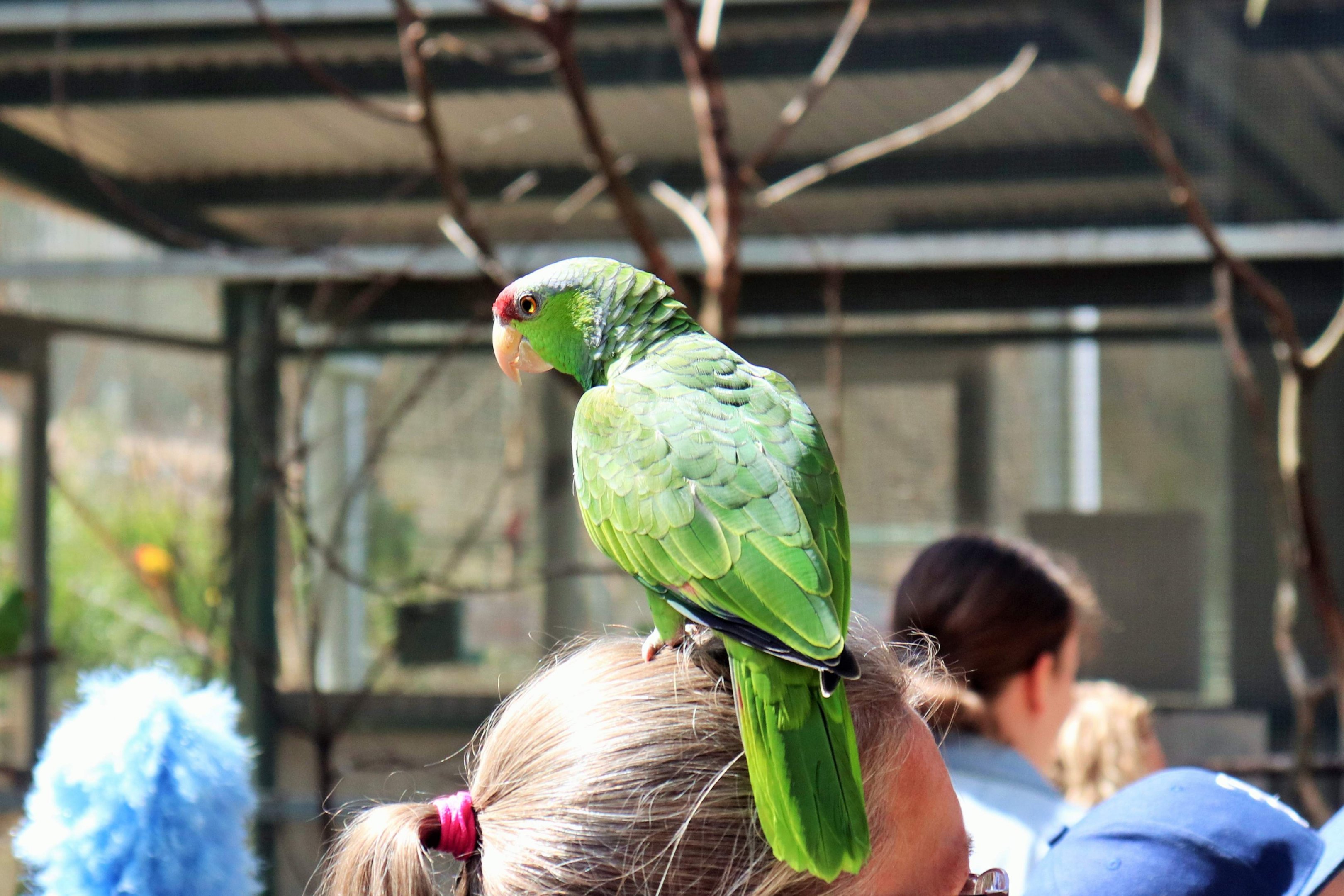 Lilac-crowned Amazon (Amazona finschi)