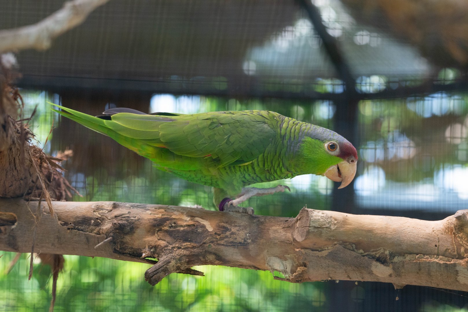 Lilac-crowned Amazon- (Amazona finschi)