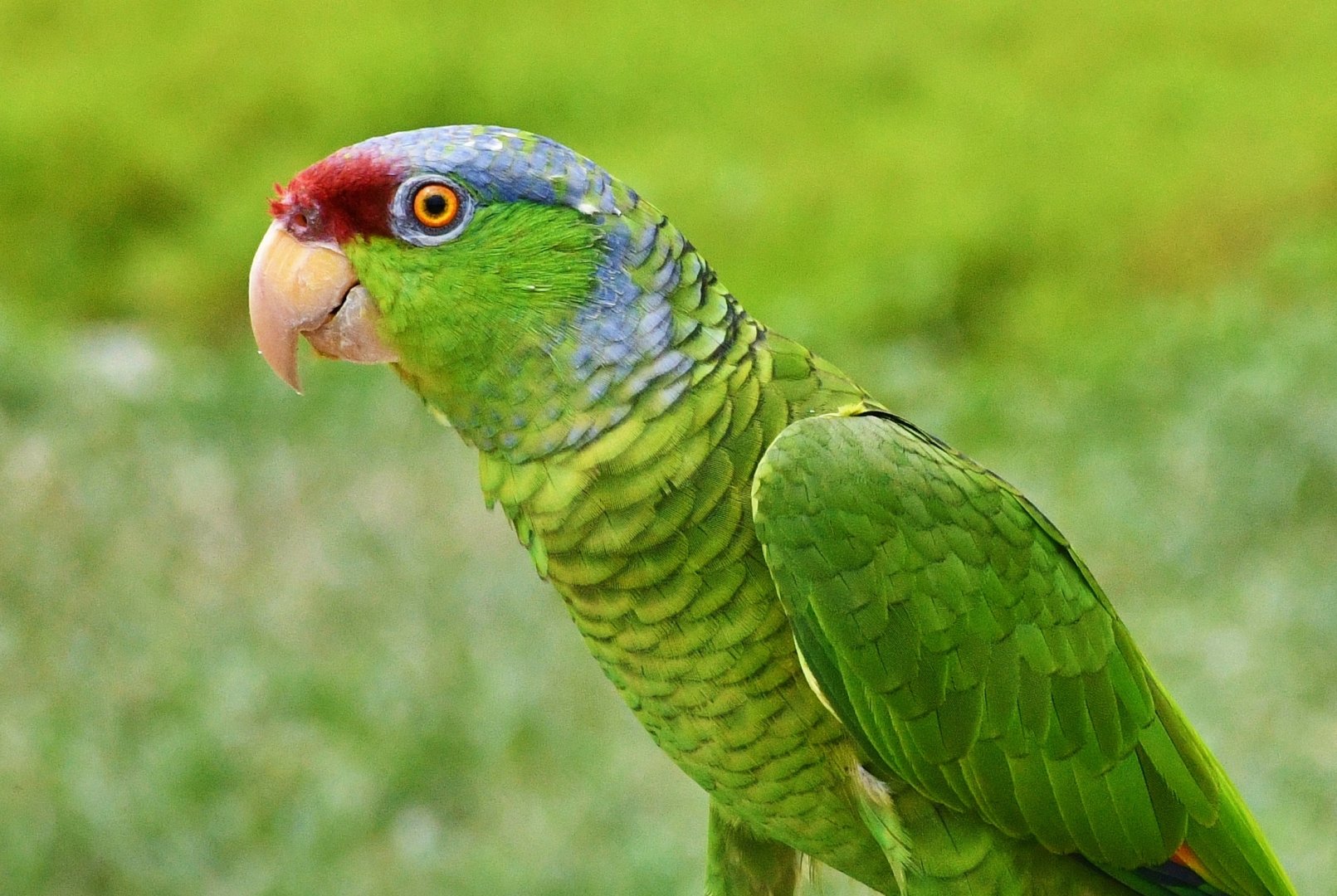 Lilac-crowned Amazon (Amazona finschi)