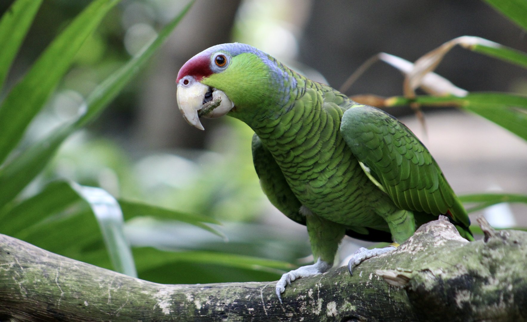 Lilac-Crowned Amazon (Amazona finschi)