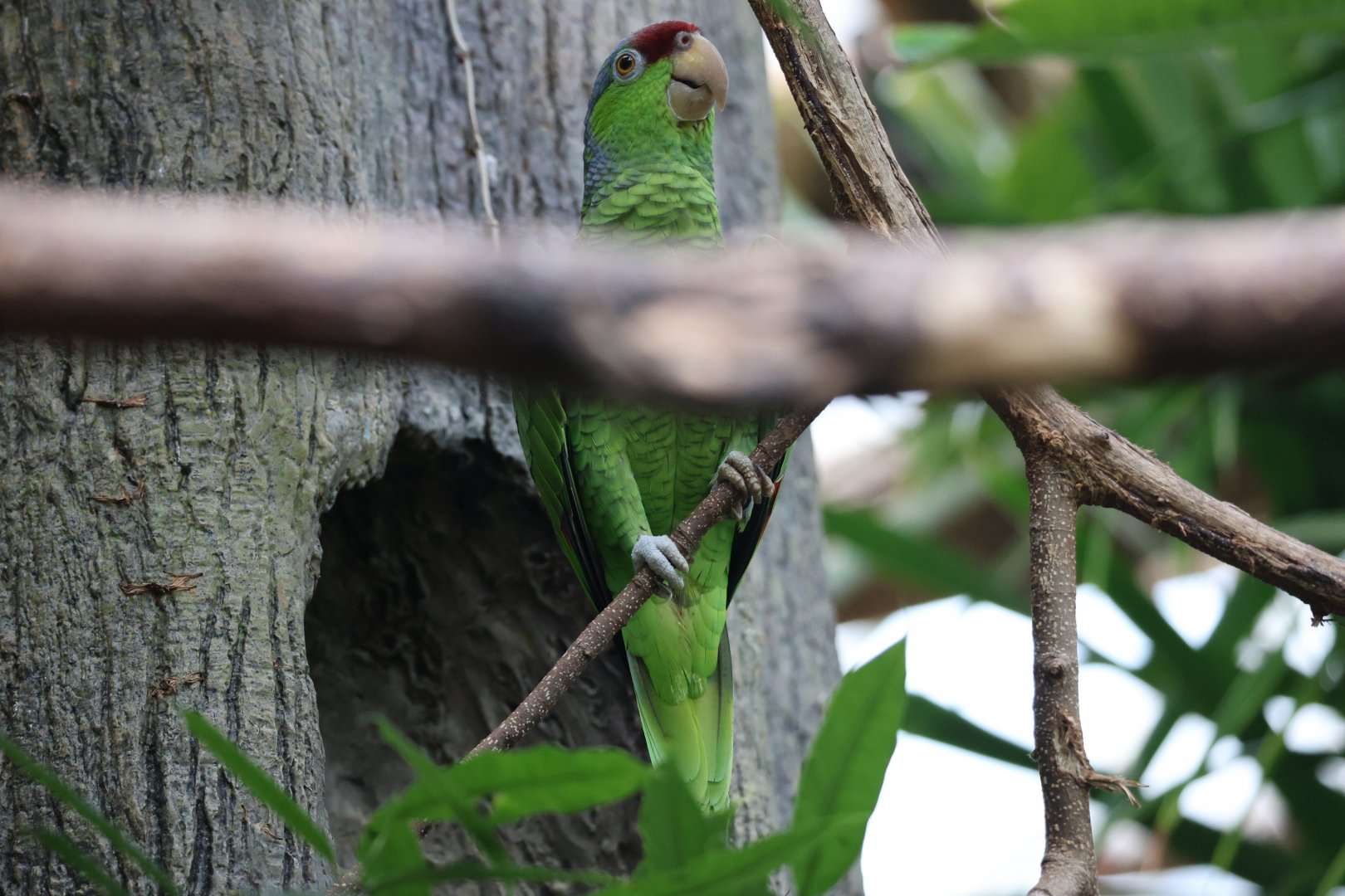 Lilac-crowned amazon (Amazona finschi)