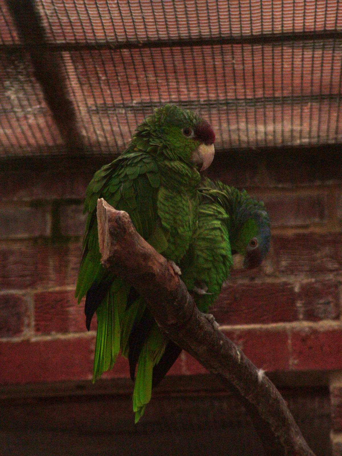 Lilac-crowned Amazon at Wingham 28/11/09