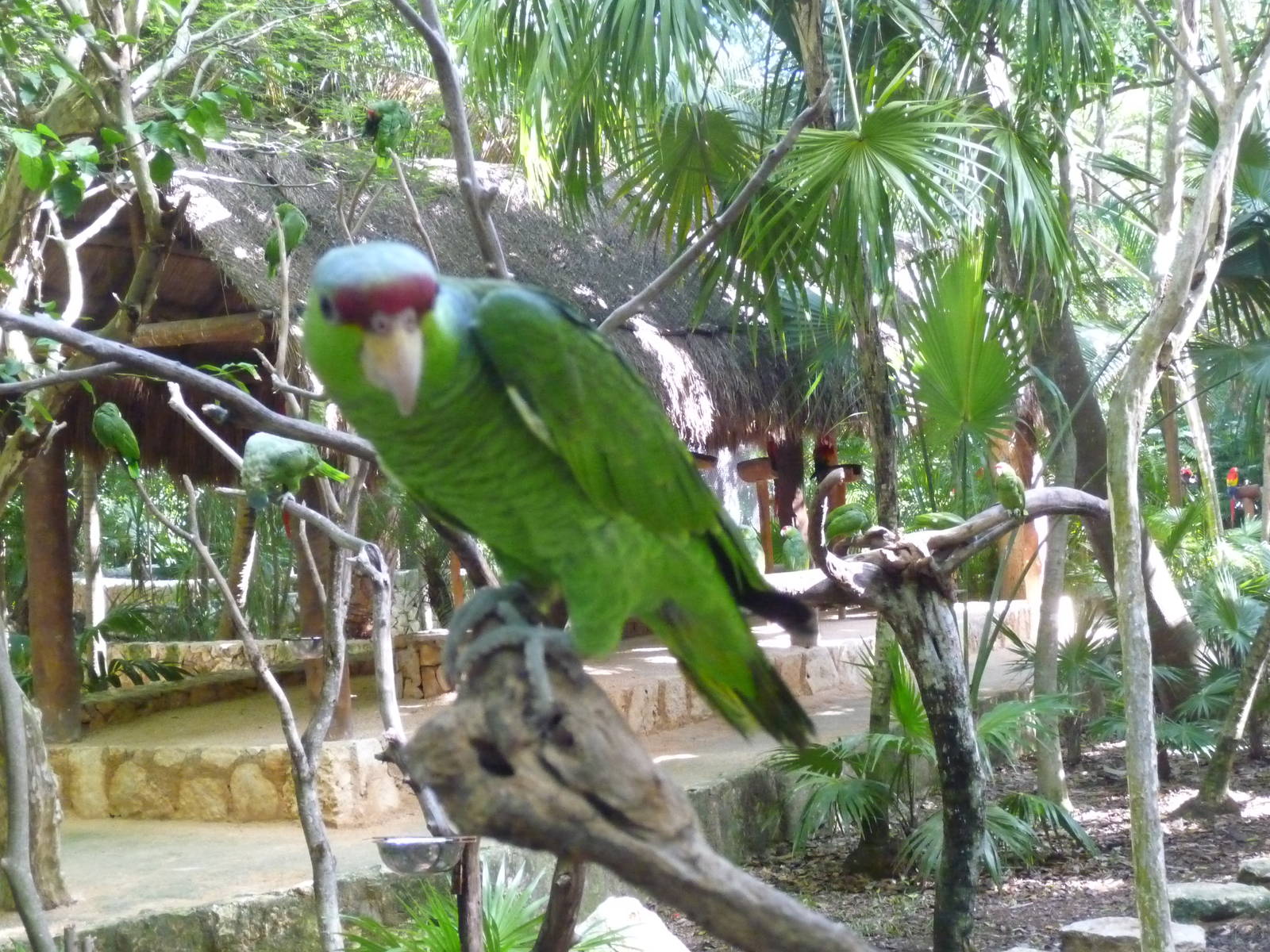 lilac crowned  amazon parrot xcaret park