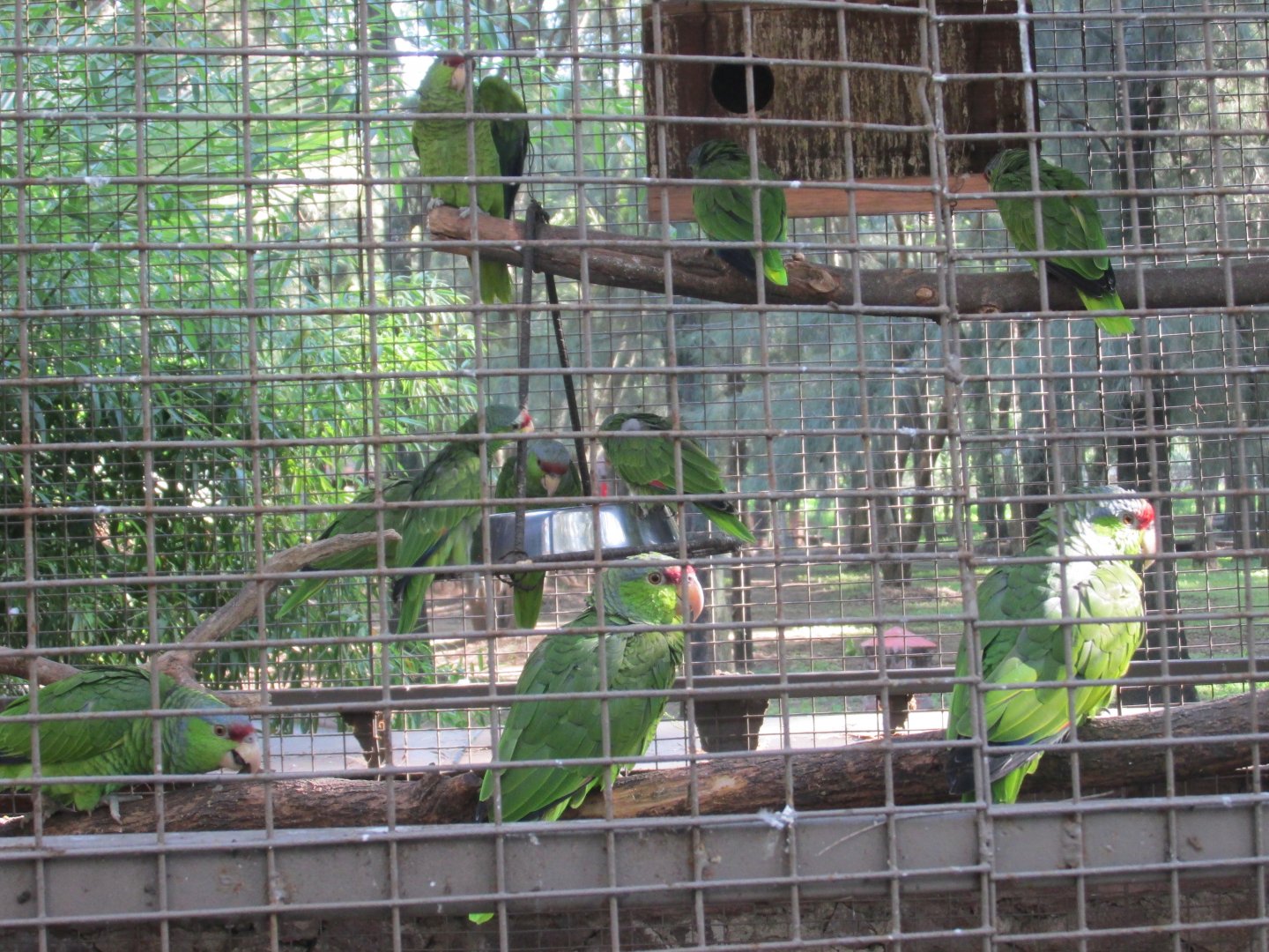 LILAC CROWNED AMAZON PARROTS